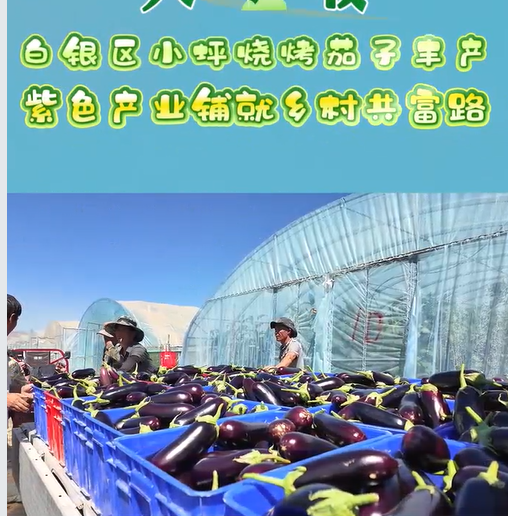 视频展播